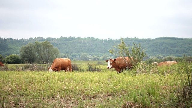 Brown and white cow eating grass