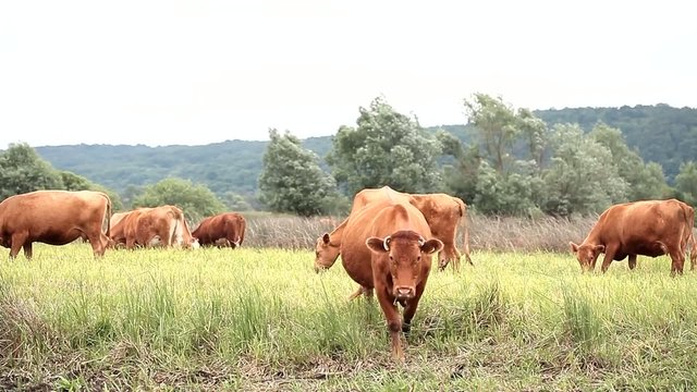 Brown and white cow eating grass