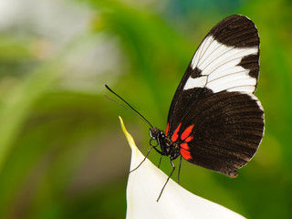 Tropical butterfly on leaf