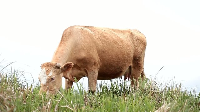 Brown and white cow eating grass