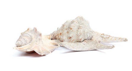 old conch shell