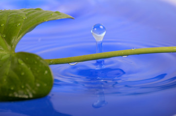 Wasser Hintergrund Tropfen Blatt