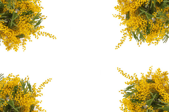 Mimose ad angolo