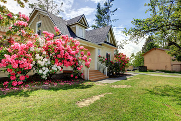Fototapeta na wymiar Yellow house exterior with spring blooming rhododendron