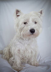 West Highland White Terrier