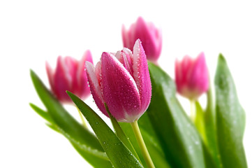 pink tulips isolated on white