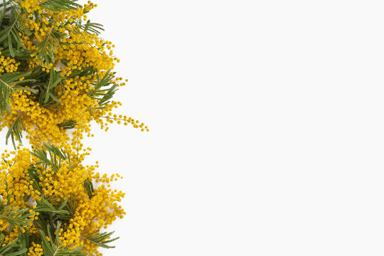 mazzi di mimose