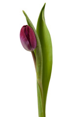 Tulpe