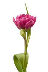 Tulpe