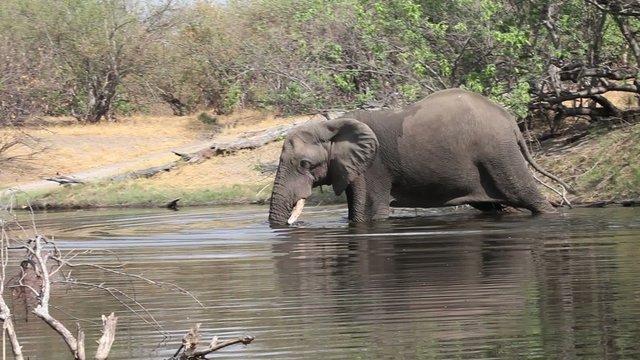 Huge male African elephant in the river