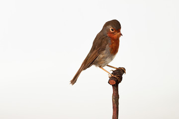 A Red breasted Robin isolated on white