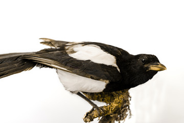A stuffed magpie