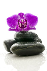 Violet orchid on massage stones with water drops