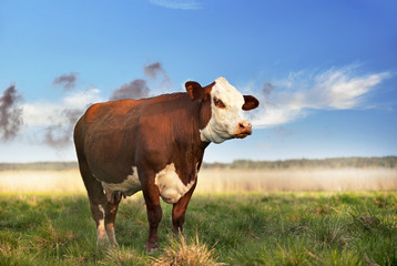 Vache brune dans le champ