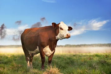 Crédence de cuisine en verre imprimé Vache Vache brune dans le champ
