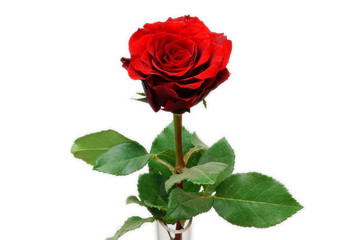 Single Red Rose