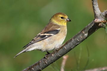 Obraz premium American Goldfinch (Carduelis tristis)