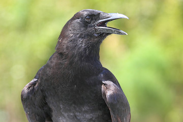 American Crow (Corvus brachyrhynchos)