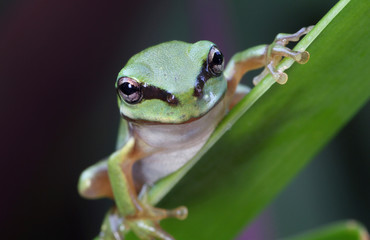 Green frog in rainforest
