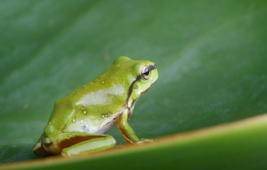 Green tree frog