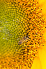 helianthus annuus and bee