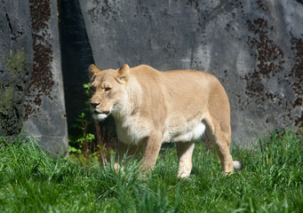 Fototapeta premium Lioness in Sun