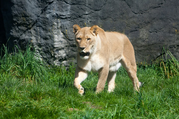 Lioness Stalking Prey