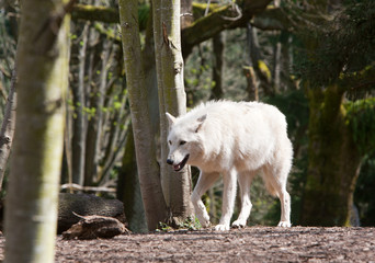 White Wolf on the Hunt