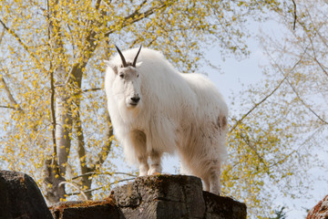 Mountain Goat High Up