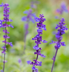 lavandula pedunculata