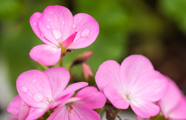 balsamina impatiens - obrazy, fototapety, plakaty