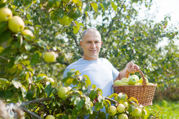  man gathers apples in the garden