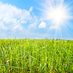 Fototapeta premium green field