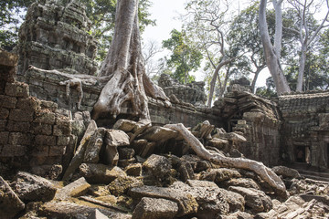 Fototapeta na wymiar Ta Phrom. Siem Reap. Kambodża