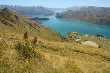 lake Wanaka