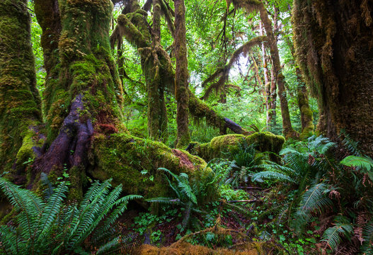 Fototapeta Rain forest