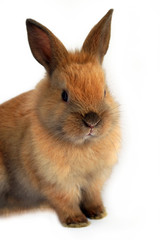 Fototapeta premium Cute easter rabbit sitting on white background