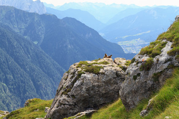 Marmots and Fassa Valley, Trentino, Italy