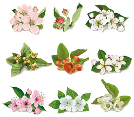 set of flowers on fruit trees