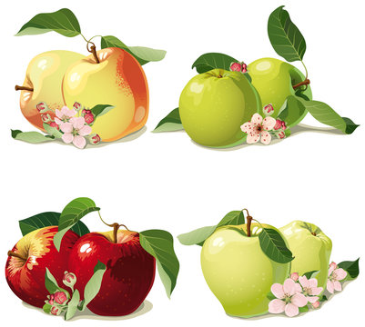 set of ripe apples