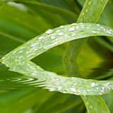 Gouttes d'eau sur une feuille, reflets