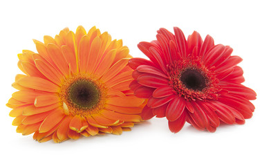 Red and orange daisy flowers on white background