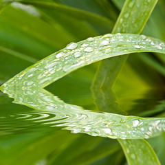 Gouttes d'eau sur une feuille, reflets