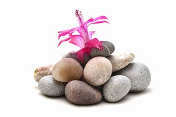 flower pushing up through the rocks