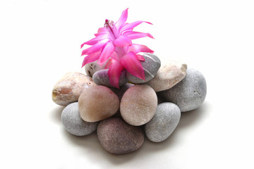 flower pushing up through the rocks