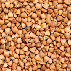 buckwheat;