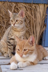 Fototapeta na wymiar Grecki kocięta