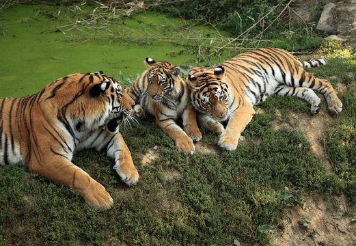 famille tigres du bengale r&eacute;unies
