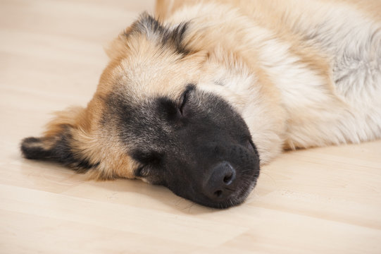 Harzer Fuchs Junghund