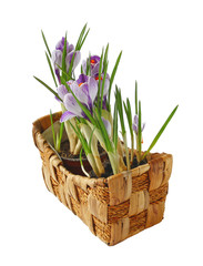 Crocuses in a basket